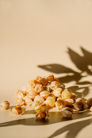 Physalis fruits. Physalis peruviana. Golden berry, Cape gooseberryの写真素材