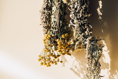 Different types of dried herbs in bundles. Wormwood, tansy, chamomileの写真素材