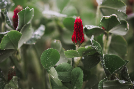Macro photo of a red European clover after rainの写真素材