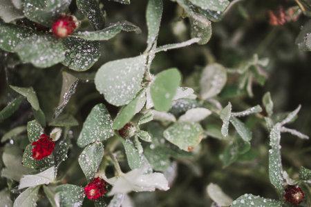Macro photo of a red European clover after rain