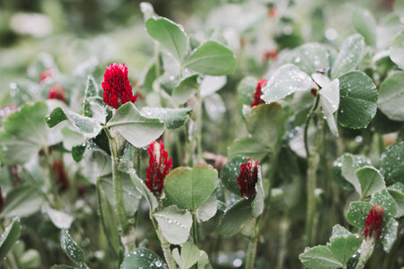 Macro photo of a red European clover after rainの写真素材