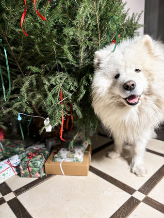 Samoyed dog near Christmas treeの写真素材