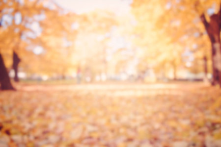 autumn trees out of focus, natural bokeh backgroundの写真素材