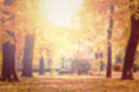 autumn trees out of focus, natural bokeh backgroundの写真素材