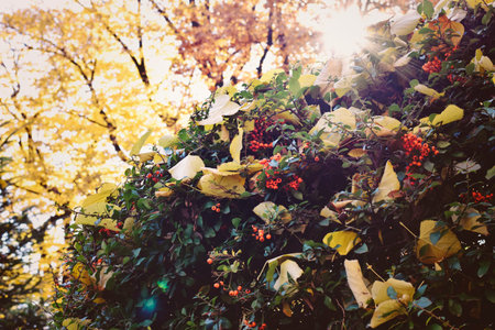 Sunlighted yellow autumn tree in a parkの写真素材