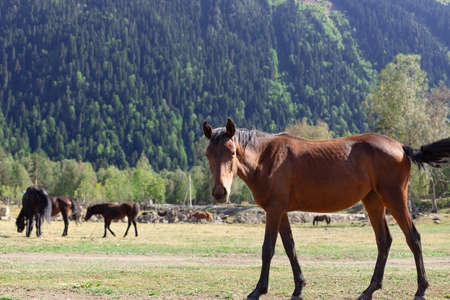 Beautiful red horse with black mane in a mountain pastureの写真素材