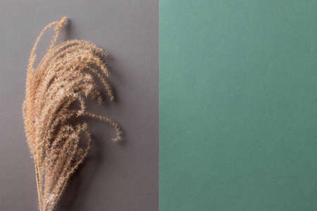 autumnal minimal composition of dry pampas grass on green and gray background.の写真素材