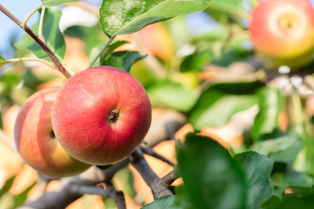 red ripe apples in sunlight on a branch