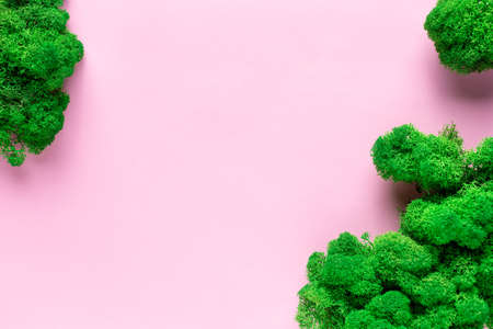 frame from green stabilized moss on pink background for organic cosmetic products.の写真素材