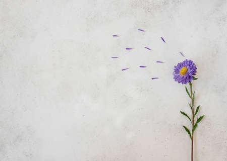 fresh single purple flower on a white background, top viewの写真素材