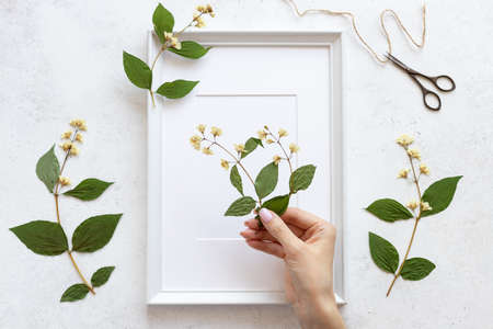 female hands decorate a herbarium of flowers in a frame for pictures. Floral art. Home decor concept. flat lay. white concrete backgroundの写真素材