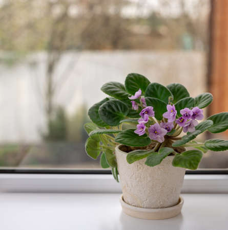 potted African violet Saintpaulia against windowの写真素材