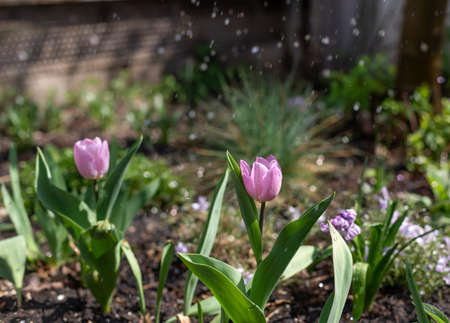 lilac tulips on flowerbed in spray, drops of water on sunny dayの写真素材