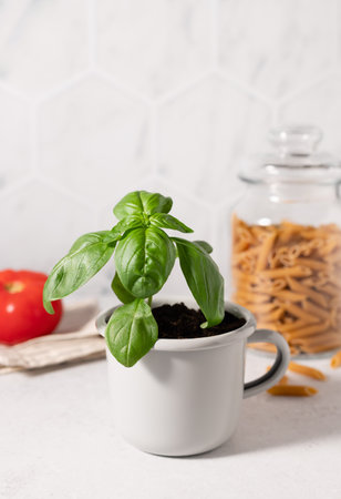 Fresh basil plant and food ingredients