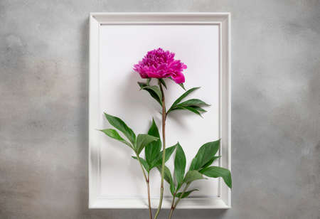 white frame with bright purple peony with green leaves. summer flowers composition. Gray background. flat layの写真素材
