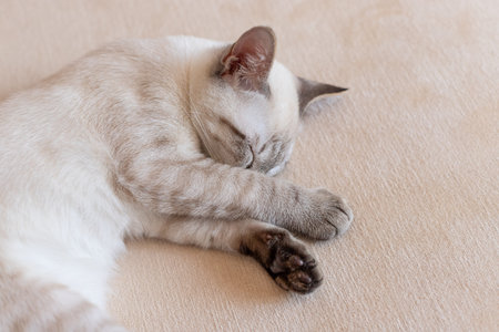 portrait of little kitten sleeping with paw covering faceの写真素材