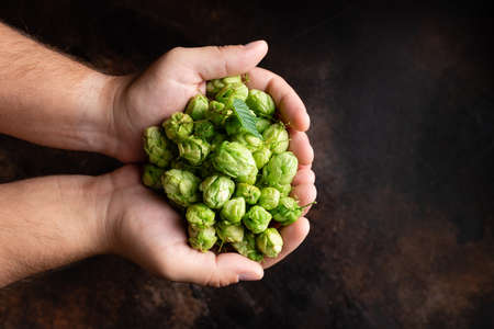man holding green hop cones over dark backgroundの写真素材