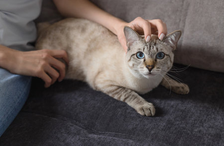 woman petting a tabby cat sitting on the couch at home. domestic pet conceptの写真素材
