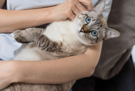 woman resting with adorable tabby cat at home. Lovely pet. closeupの写真素材