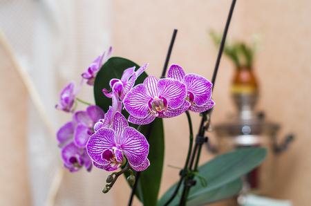 orchidの写真素材