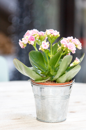 A flower in a small bucket.の写真素材