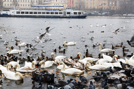Heavy snowfall in Prague.のeditorial素材