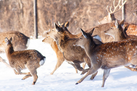 Running in the snow a young Sika deer.の写真素材