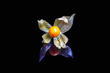 The fruit of physalis on a black mirror with reflection.の写真素材