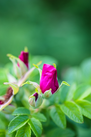 A young flower of a wild rose growing on a branch in the garden.の写真素材