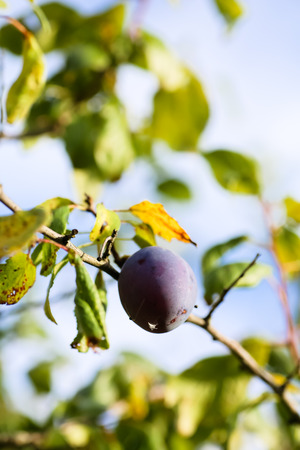 Ripe plum growing on a tree branch in the garden.の写真素材