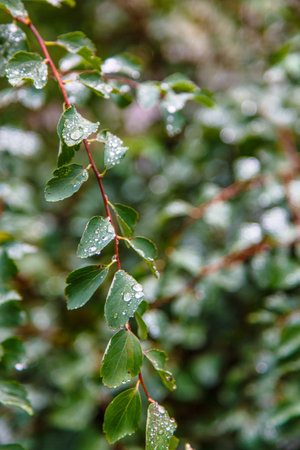 Raindrops or dew drops on green leaves on a tree branch.の写真素材