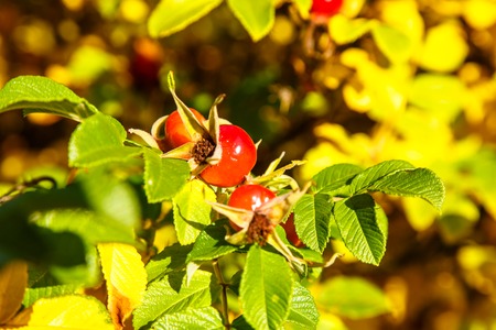 Ripe rose hips on a branch with leaves.の写真素材