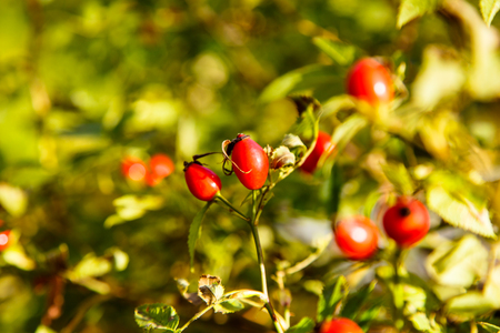 Ripe rose hips on a branch with leaves.の写真素材