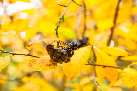 Aronia berries hanging on a branch among yellow leaves.の写真素材