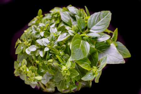 Bush young Basil on a black background. Please note that the leaves of the Basilica is small, not the usual large.の写真素材
