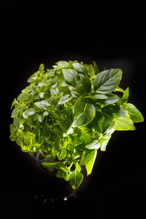 Bush young Basil on a black background. Please note that the leaves of the Basilica is small, not the usual large.の写真素材