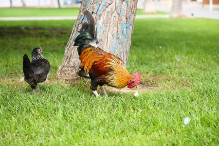 Spotted orange with black and green rooster walks in the Park.