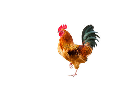 Colored rooster orange, green,white. Insulated