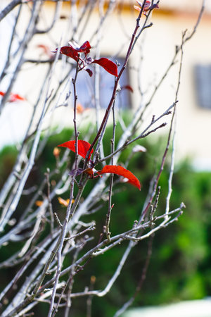 Lonely red leaves hanging on the bare branches of a Bush. Autumn