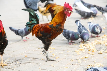 Spotted orange with black and green rooster walks in the Park.の写真素材