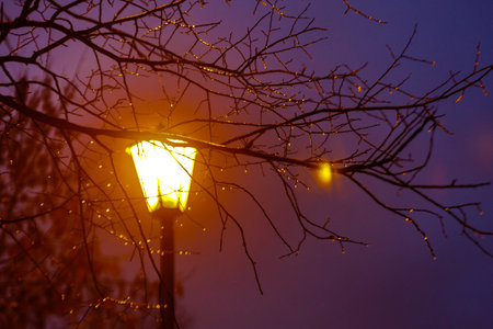 Frozen water drops on the branches glisten in the light of a lantern in the Park in the evening....