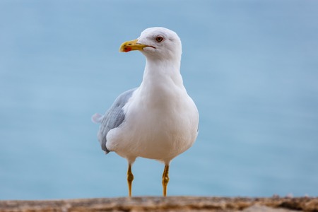 Seagull standing on the rocks against the seaの写真素材