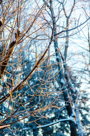 Branches of the tree covered with snow illuminated by the rays of the setting sun. Winter, frost.の写真素材