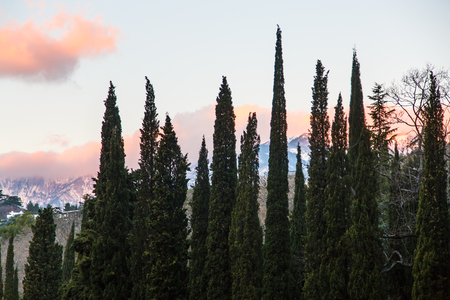 Cypress mountains in the background and clouds illuminated by the morning sun.の写真素材