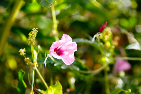 Many of the flowers of the field Bindweed (Convolvulus althaeoides) grow in the field.の写真素材