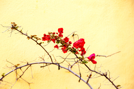 Shrubs Bougainvillea bloom against a white stone wall. Summer, Spain, hot.の写真素材