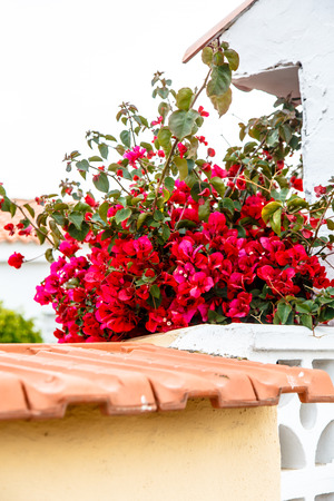 Shrubs Bougainvillea bloom against a white stone wall. Summer, Spain, hot.の写真素材