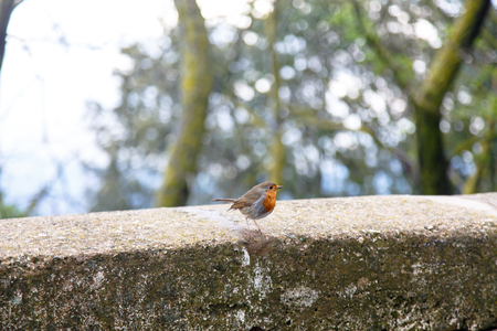 A little bird with an orange breast, stands on the parapetの写真素材