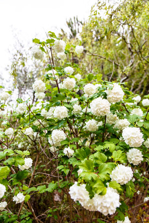 Large drops of dew or rain on the flowers, branches and leaves.
