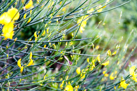 Large drops of dew or rain on the yellow flowers.の写真素材